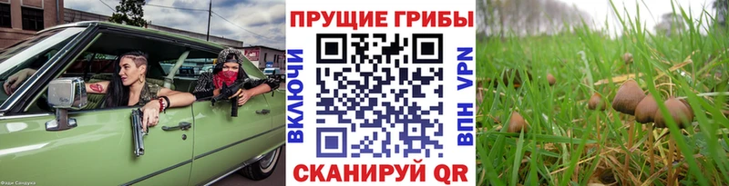 Псилоцибиновые грибы прущие грибы  mega ONION  Северская 